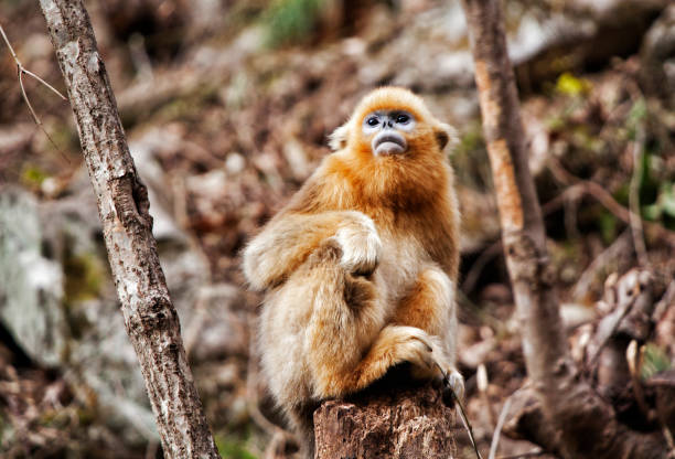 istock Golden snub-nosed monkey, China 1071263702