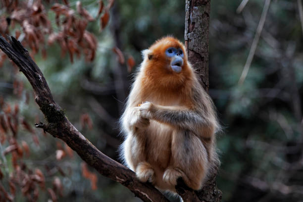 istock Golden snub-nosed monkey, China 1071263718