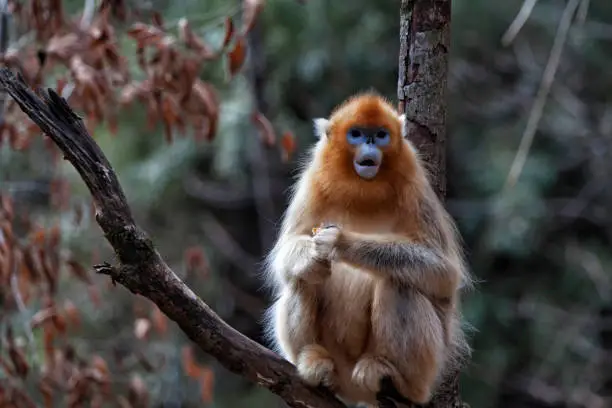 Photo of Golden snub-nosed monkey, China