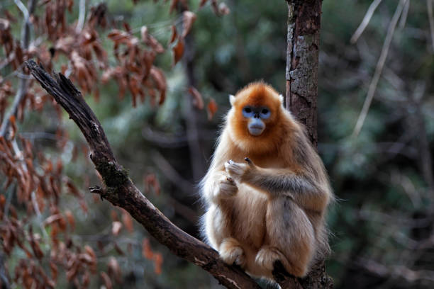 istock Golden snub-nosed monkey, China 1071263798