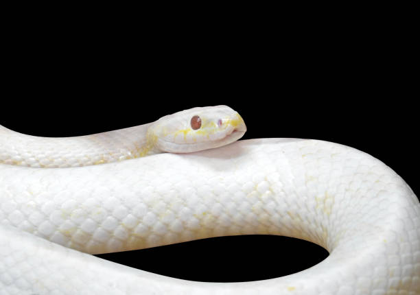 istock Albino Black Rat Snake Coiled Isolated on Black Background with Clipping Path 1071266416