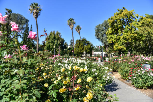 istock State Capitol Park World Peace Rose Garden 1071280618