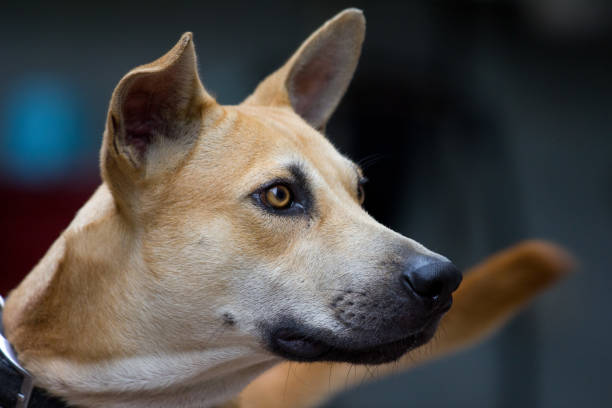 Sad or scared dog expression - Brown dog expressive eyes.