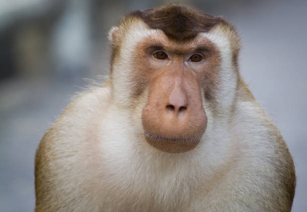 portret silnego męskiego małpy - ape majestic monkey leadership zdjęcia i obrazy z banku zdjęć