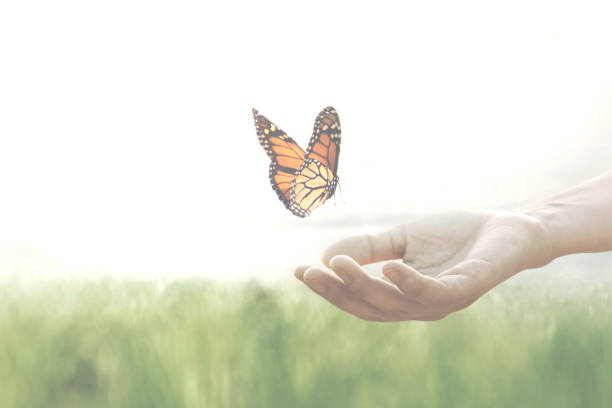 freedom concept, colorful butterfly leans confident on a woman's hands colorful butterfly leans confident on a woman's hands reincarnation stock pictures, royalty-free photos & images