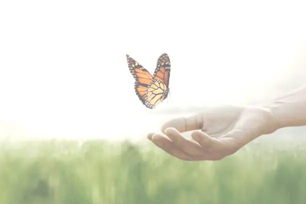 colorful butterfly leans confident on a woman's hands