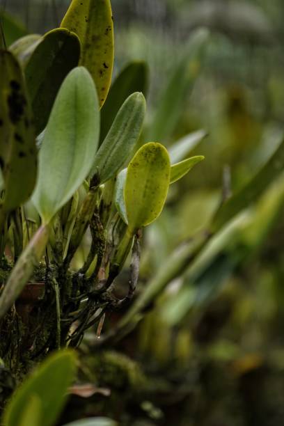 istock orchid flowers and leaves 1071291872