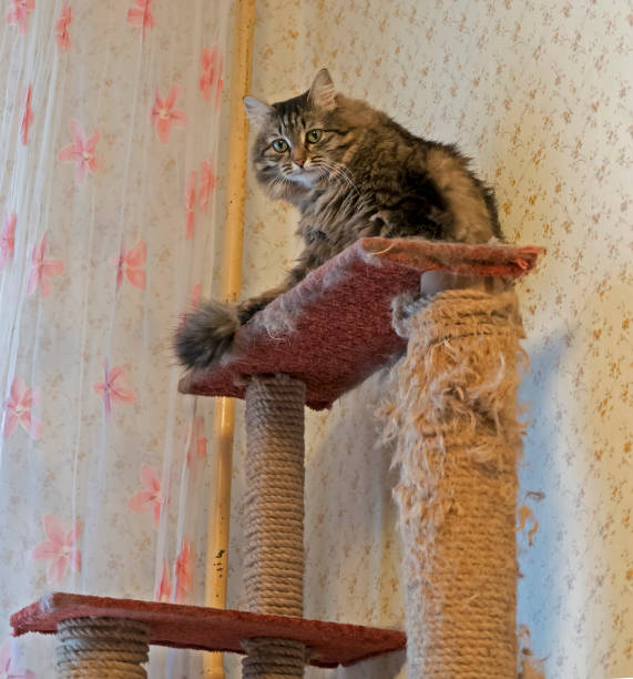 istock Siberian cat sitting on the shelf 1071293804