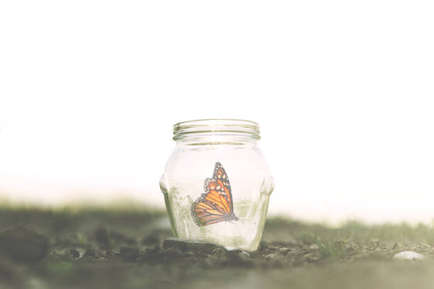 istock colorful butterfly trapped in a glass jar 1071296844