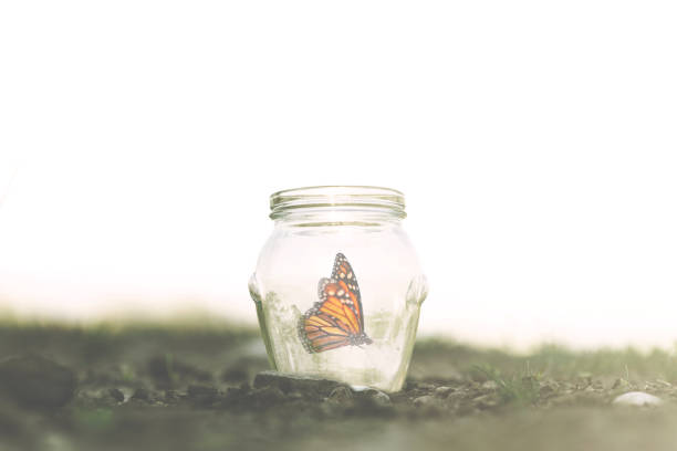 colorful butterfly trapped in a glass jar stock photo