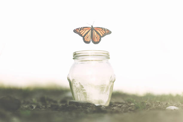 butterfly flies away fast from the glass jar in which she was trapped - reincarnation imagens e fotografias de stock