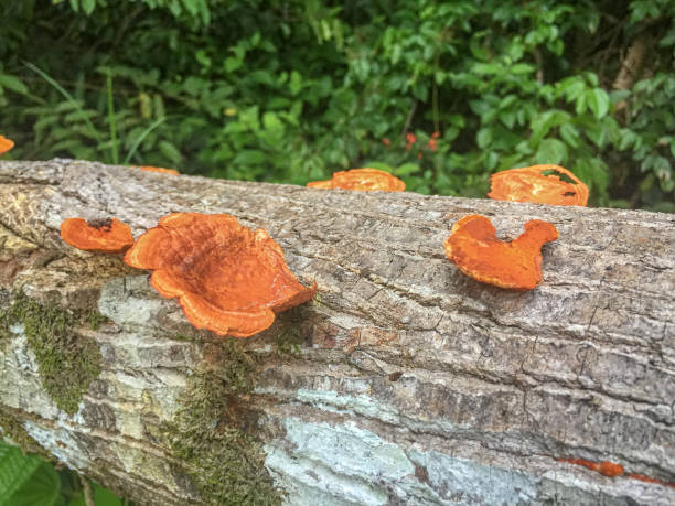 cogumelo selvagem marrom laranja ou fungo na selva tropical da floresta. - orange mushroom asia brown - fotografias e filmes do acervo