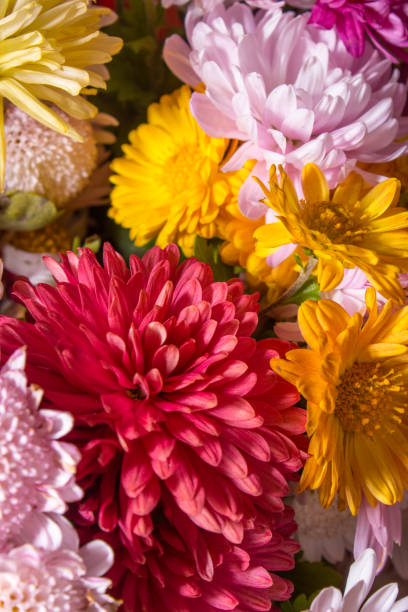 istock beautiful succulent flowers on a summer day 1071302172