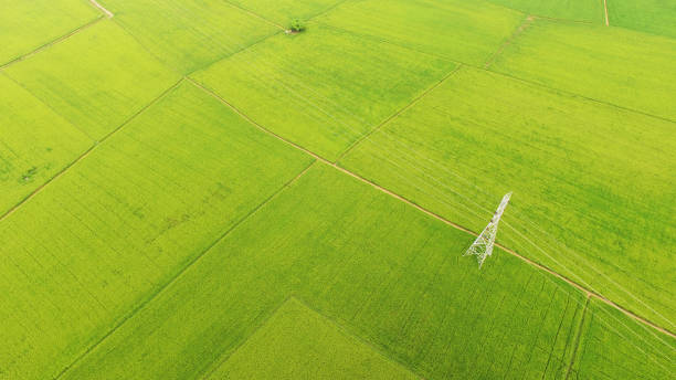 istock The beautiful landscape of rice fields 1071303014