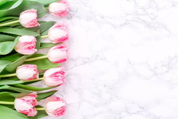 istock Pink tulips on white marble background. Spring and celebration concept. Copy space 1071303484