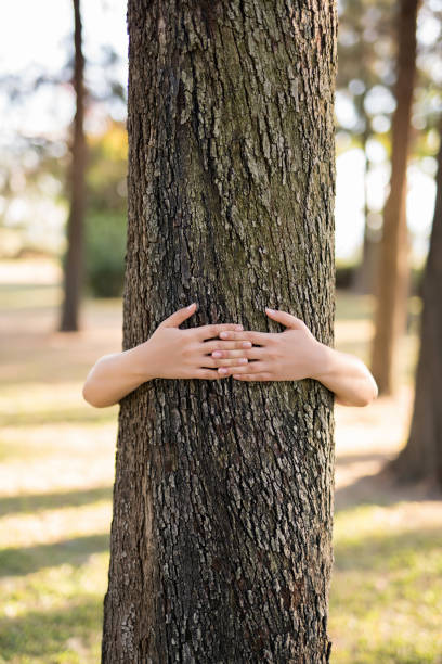 istock Closeup hands of woman hugging tree with sunlight 1071307542