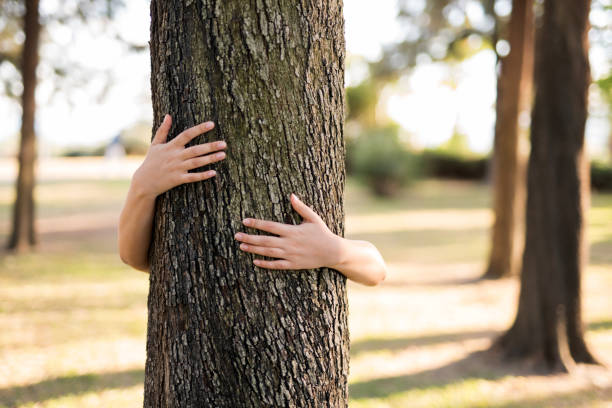istock Closeup hands of woman hugging tree with sunlight 1071307722