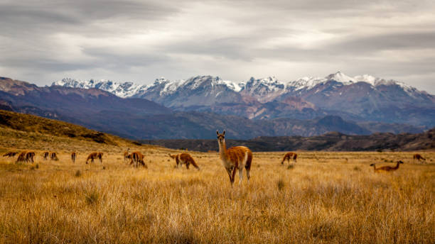lama dans les montagnes de patagonie - patagonie argentine photos et images de collection