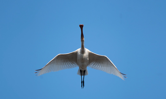 Beautiful wader bird, adult Black-headed ibis, also known as Oriental white ibis, Indian white ibis and Black-necked ibis, low angle view, rear shot, in the morning standing and dressing up on the agriculture field covered with mudflat in nature of tropical climate, central Thailand.