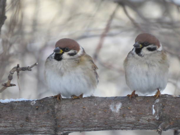 istock Two sparrows on a branch. Close up. Tree. Frost 1071320666