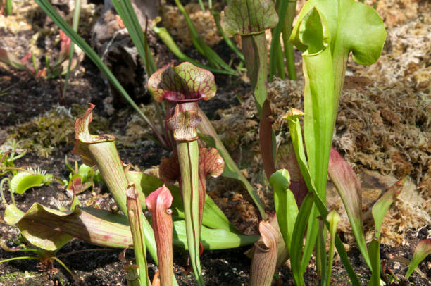 istock Patch of pitcher plant or trumpet pitchers 1071320698
