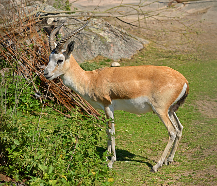 Persian gazelle (Gazella subgutturosa subgutturosa). Male
