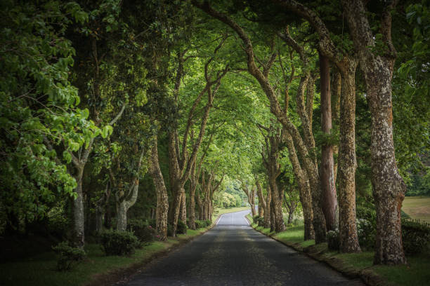 istock Country road running through tree alley 1071325154