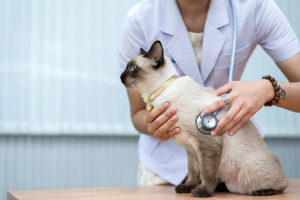 veterinarian use stethoscope to diagnose cute cat for treat sick animal in animal hospital ,animal health care concept - vet domestic cat veterinary medicine stethoscope imagens e fotografias de stock