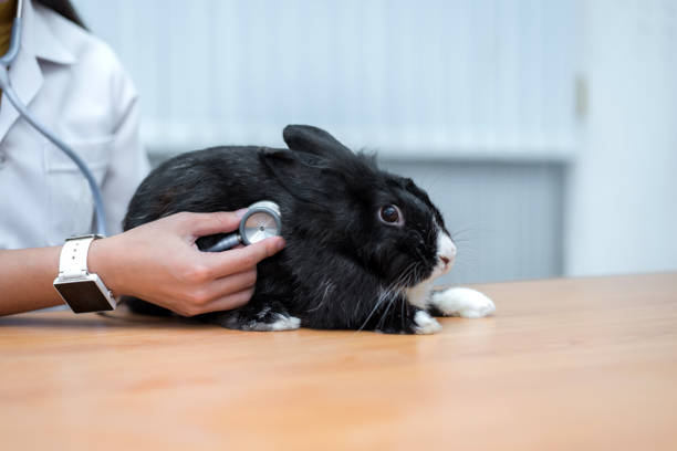Veterinarian use stethoscope to diagnose cute rabbit for treat sick animal in Animal hospital ,animal health care concept Veterinarian use stethoscope to diagnose cute rabbit for treat sick animal in Animal hospital ,animal health care concept sick bunny stock pictures, royalty-free photos & images