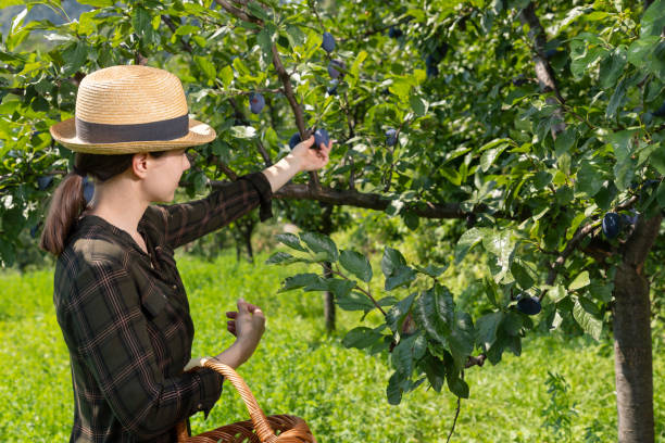 istock Woman picking organic plums 1071328470