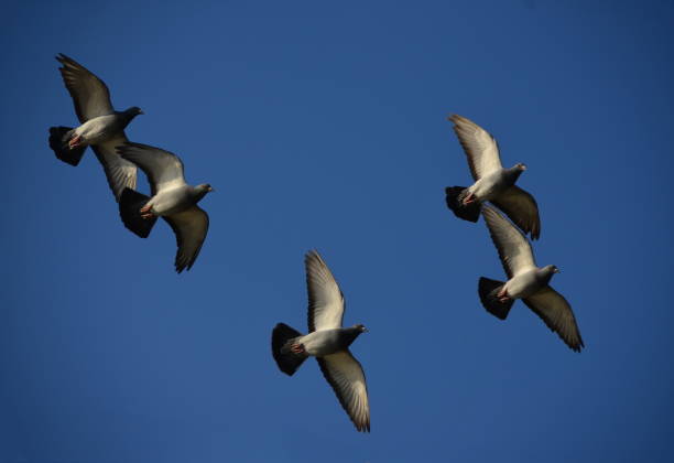 istock Pigeons flying with blue sky background 1071330730