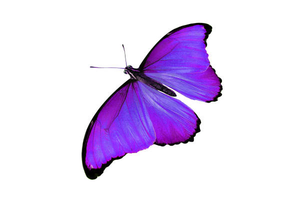 istock beautiful color butterfly isolated on white 1071331050