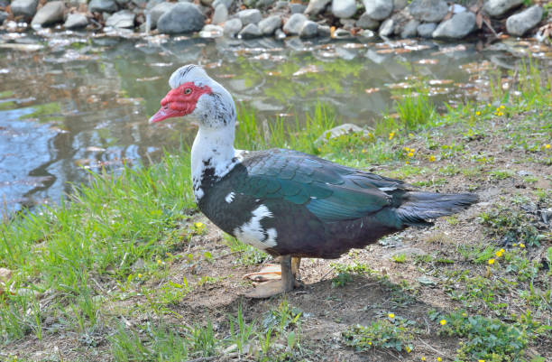 istock Drake of musk duck 8 1071331214