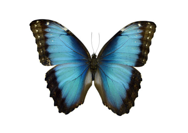 istock Beautiful exotic colorful butterflies isolated on white background. 1071333078