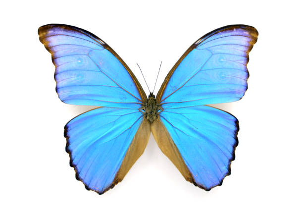 istock Beautiful exotic colorful butterflies isolated on white background. 1071333104
