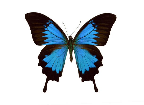 istock Beautiful exotic colorful butterflies isolated on white background. 1071333258