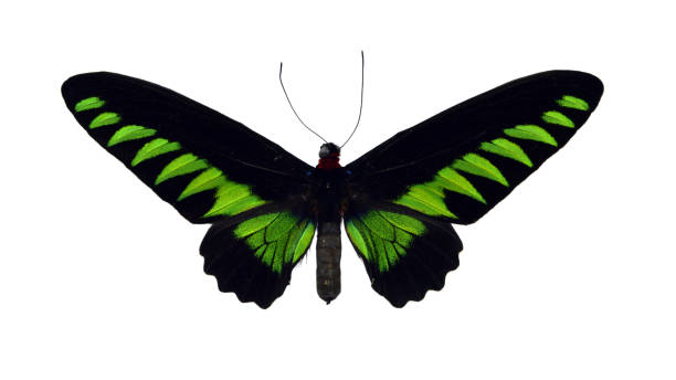 istock Beautiful exotic colorful butterflies isolated on white background. 1071333302