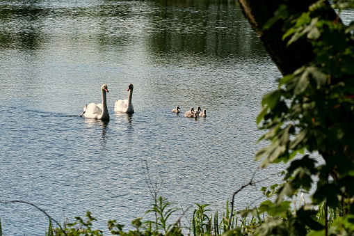 Swans and cygnets in a lake  in calm weather