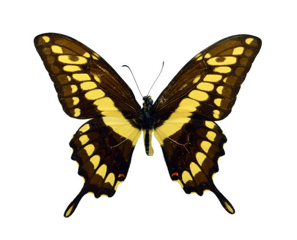 istock Beautiful exotic colorful butterflies isolated on white background. 1071336132