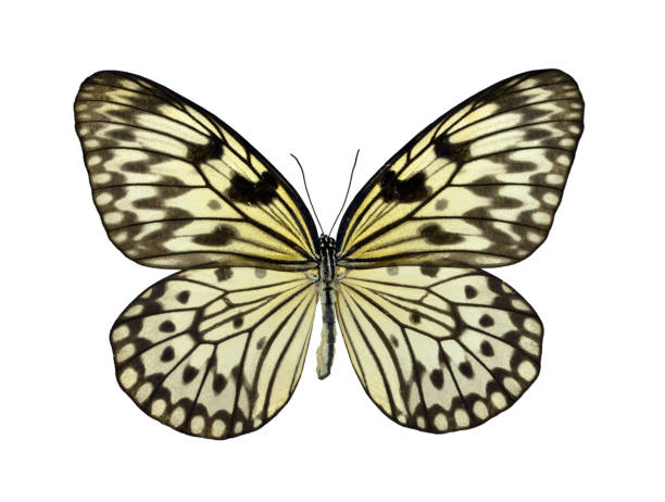 istock Beautiful exotic colorful butterflies isolated on white background. 1071336304