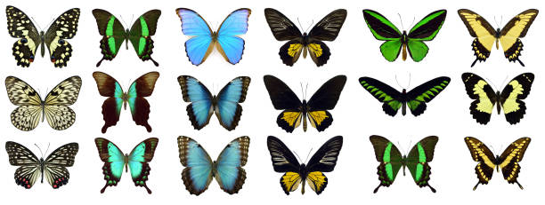 istock Beautiful exotic colorful butterflies isolated on white background. 1071337714