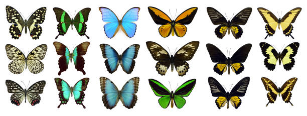 istock Beautiful exotic colorful butterflies isolated on white background. 1071337718