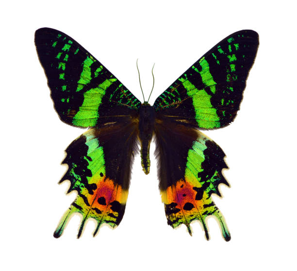 istock Beautiful exotic colorful butterflies isolated on white background. 1071337894