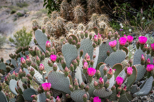 A beautiful portrait shot of a pink flowering cactus in Whitewater Preserve