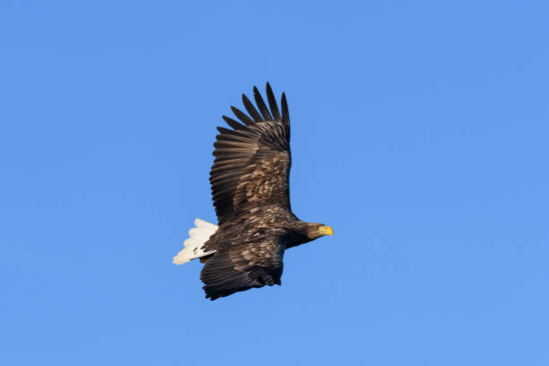 istock White-tailed eagle or sea eagle hunting in the sky over Northern Norway 1071337998