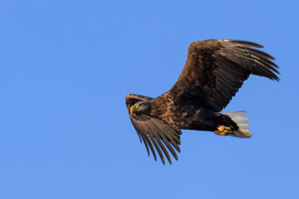 istock White-tailed eagle or sea eagle hunting in the sky over Northern Norway 1071338470