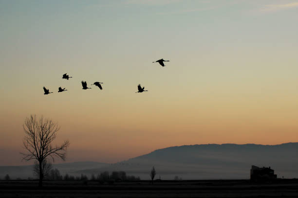 istock Group of cranes flying against sunset at sunset 1071338754