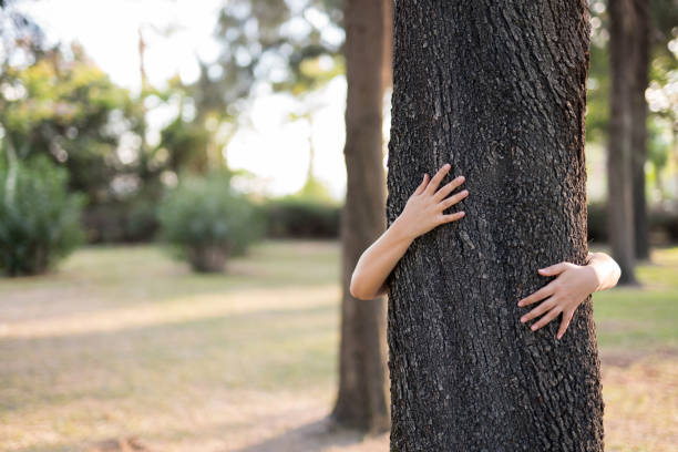 istock Closeup hands of woman hugging tree with sunlight 1071341158