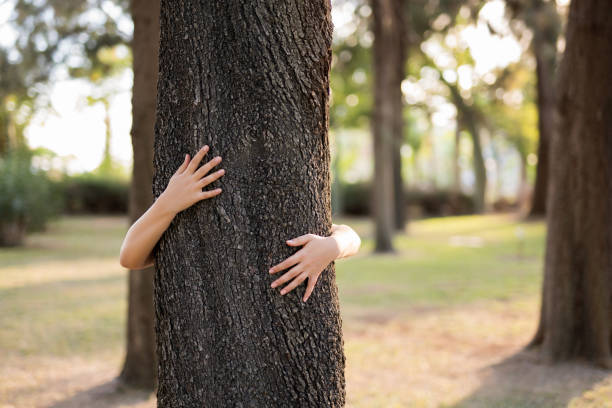 istock Closeup hands of woman hugging tree with sunlight 1071341164