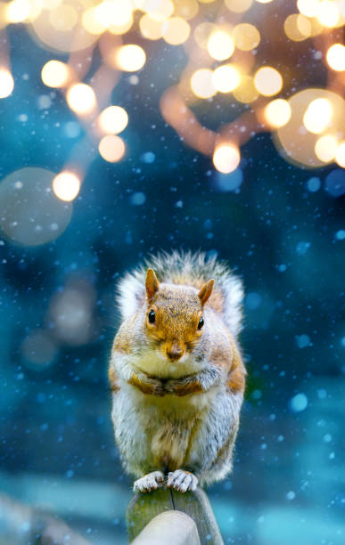 christmas banner background; cute squirrel in winter garden